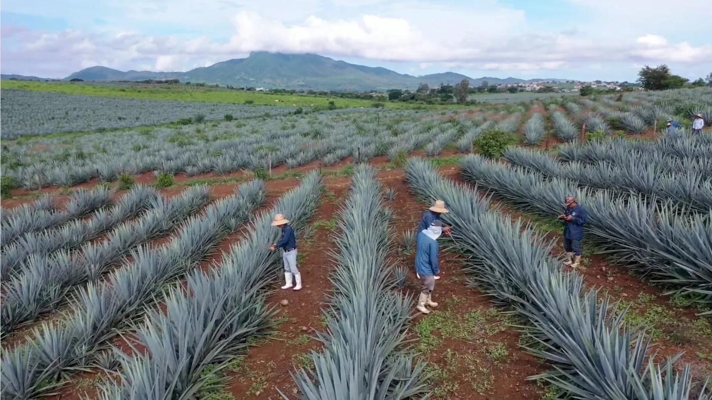 Rows of agave under scouting, photographed from the field.